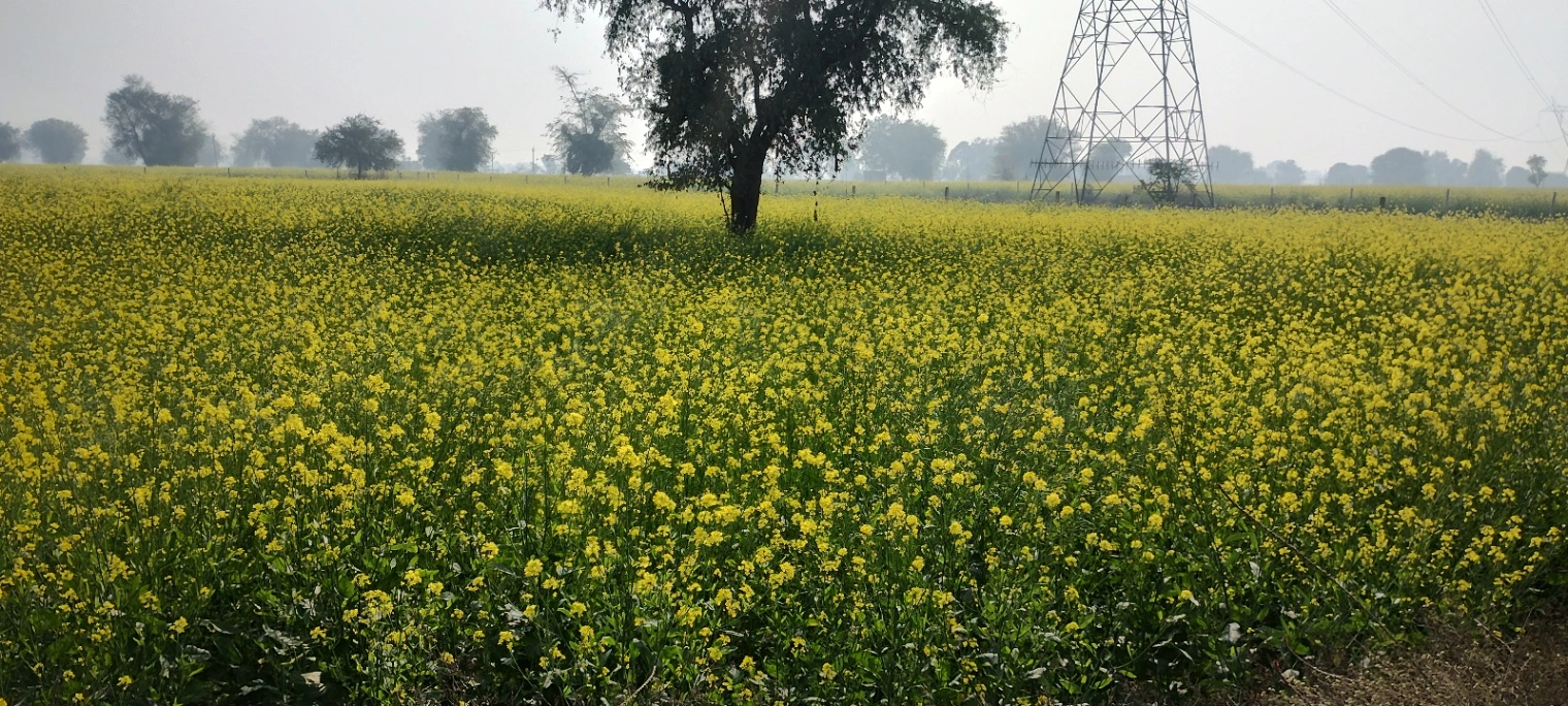Barodameo, Rajasthan 301021, India