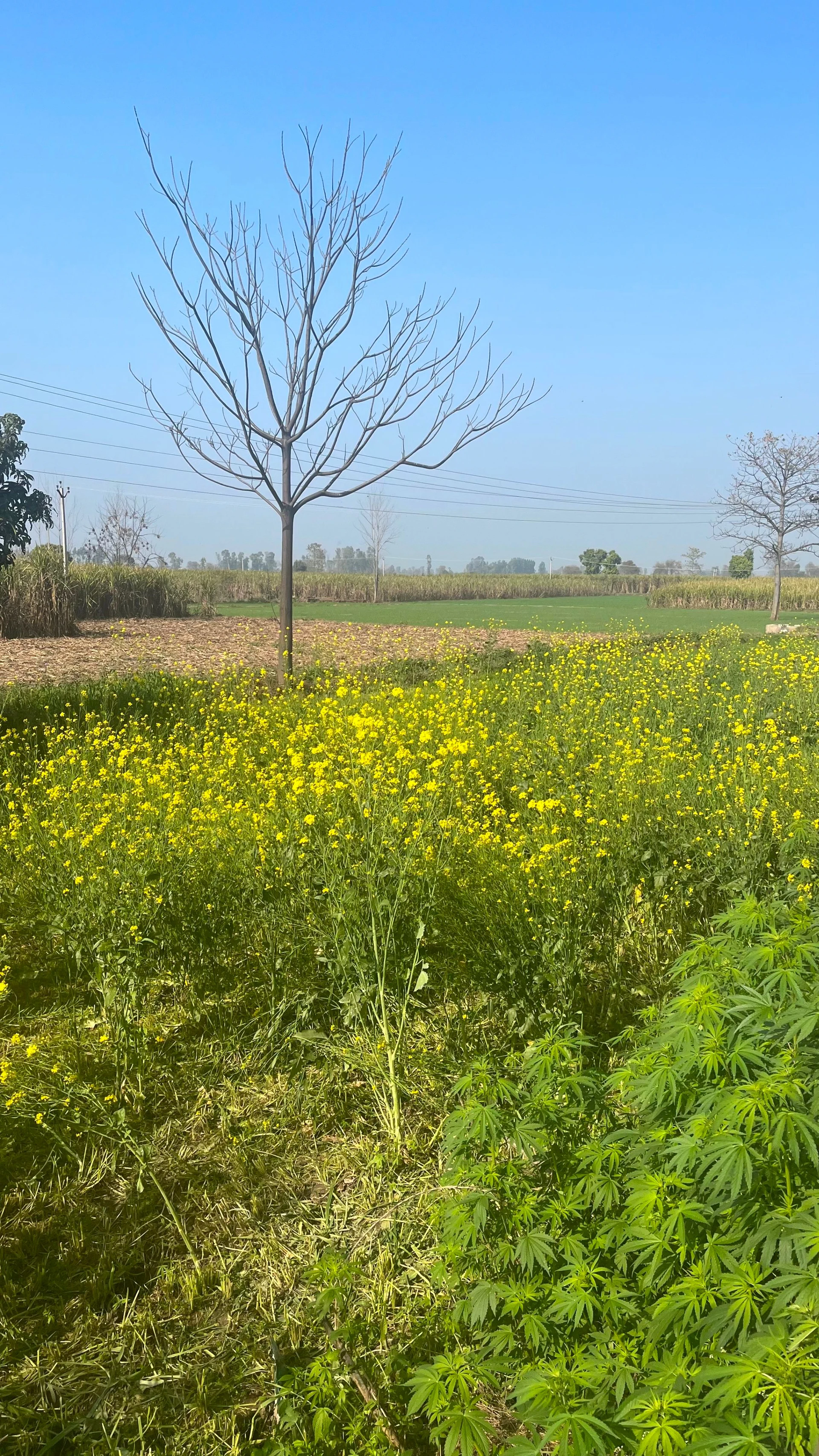 Pillona, Uttar Pradesh 250401, India