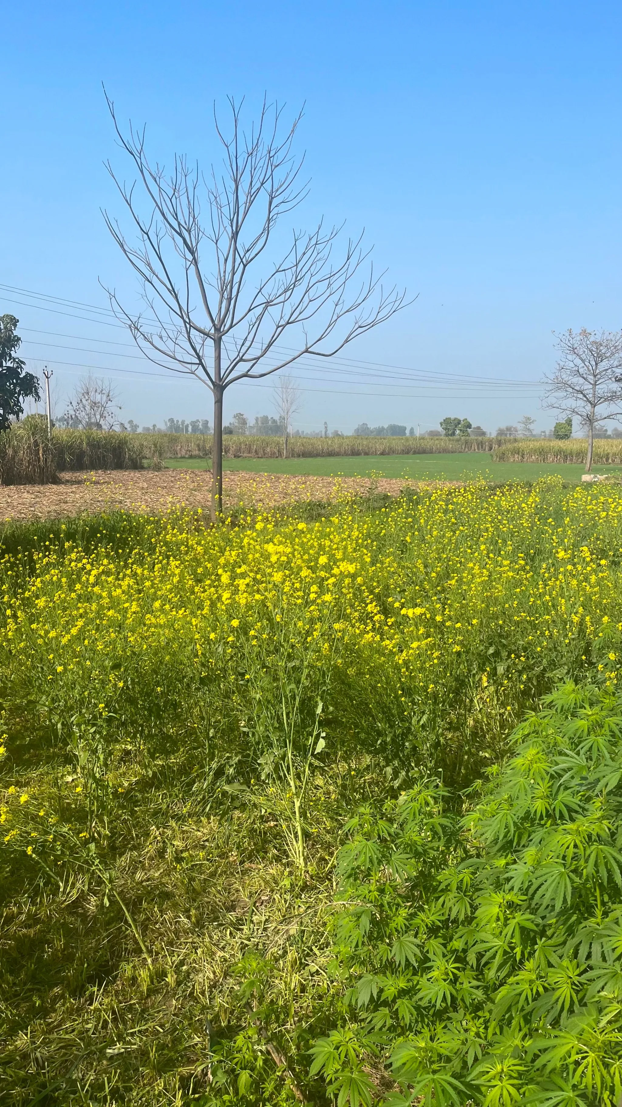 Pillona, Uttar Pradesh 250401, India