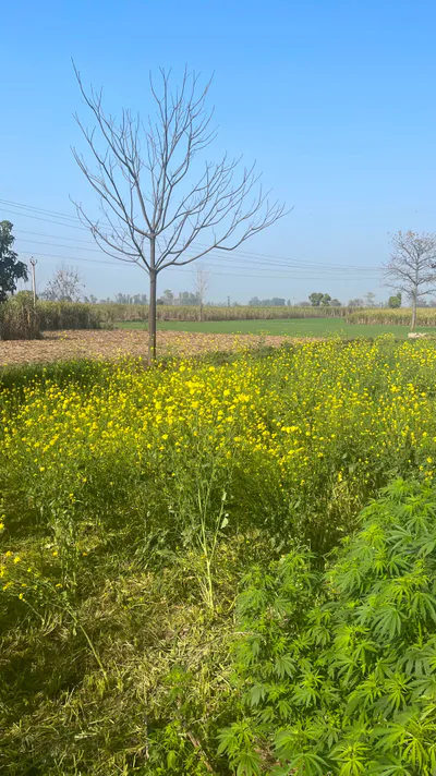 Pillona, Uttar Pradesh 250401, India preview 3