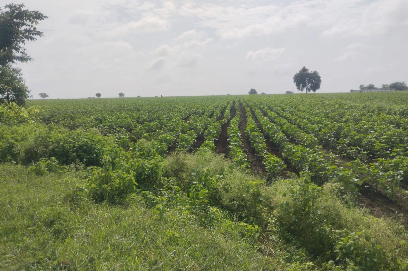 8VMX+PJF, Vikarabad, Telangana 501101, India