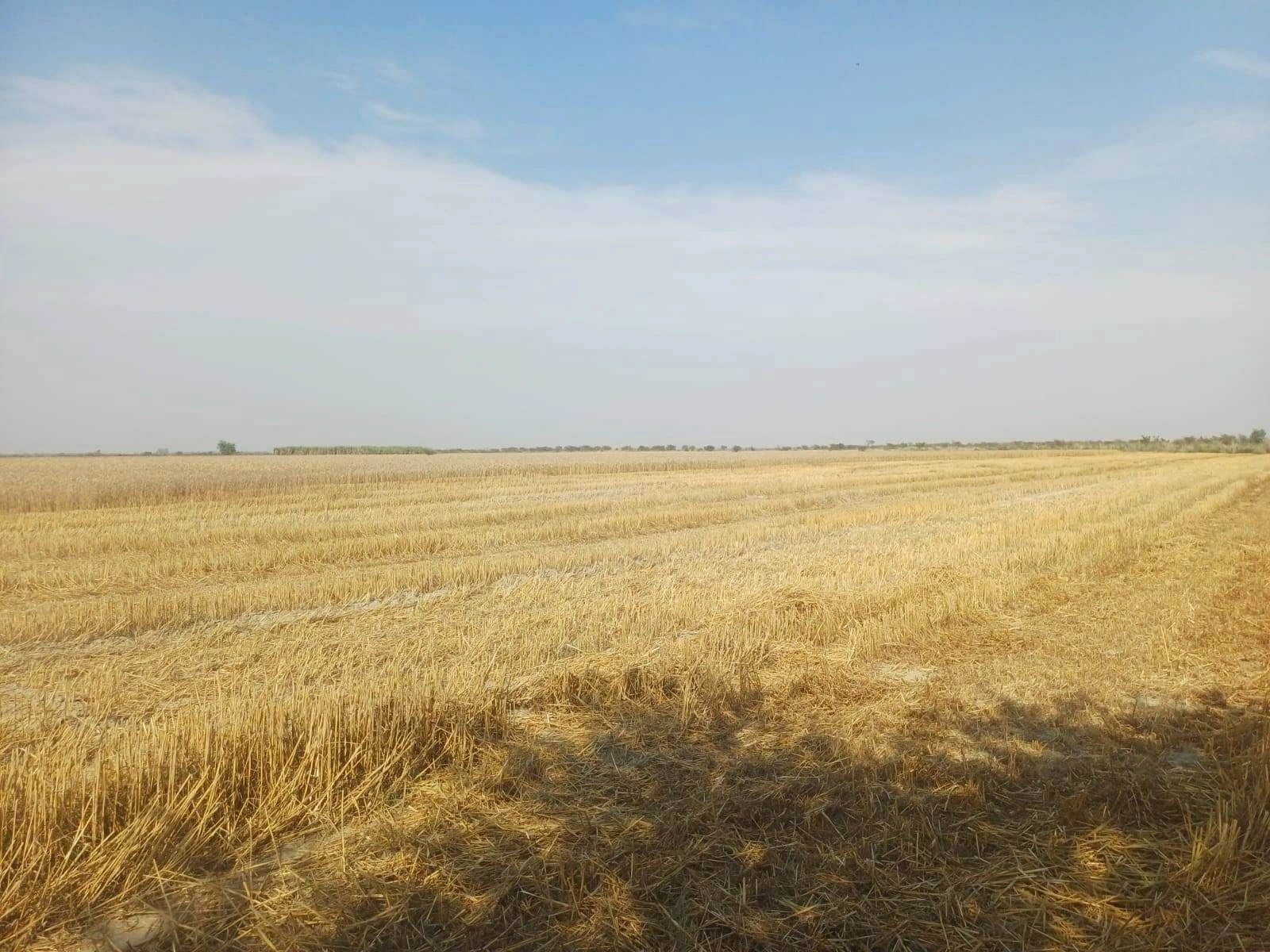 Kaisarganj, Uttar Pradesh 271903, India preview 2