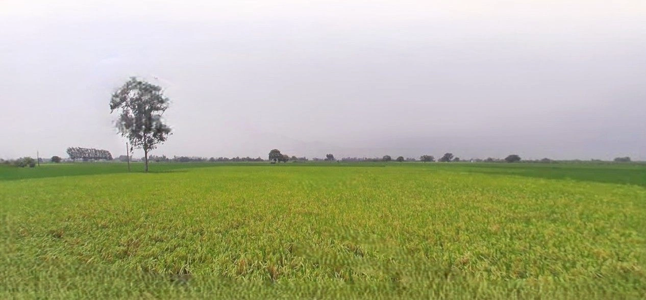 Hasanpur, Uttar Pradesh 244241, India preview 2