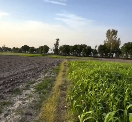 Soraon, Prayagraj, Uttar Pradesh, India
