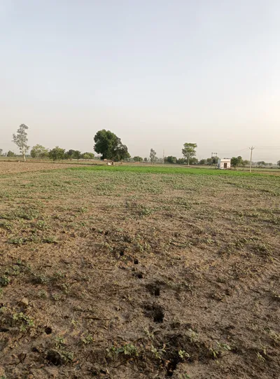 Shikarpur, Uttar Pradesh 203395, India preview 3