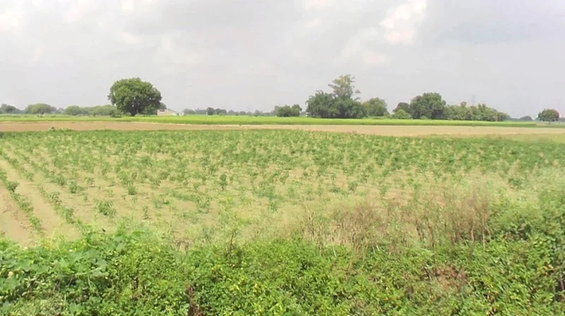 Sonkatch, Madhya Pradesh 455118, India preview 3