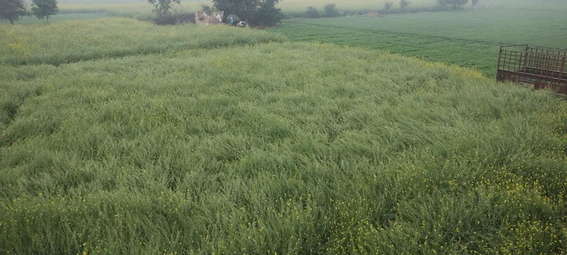 Barodameo, Rajasthan 301021, India preview 4