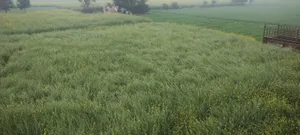 Barodameo, Rajasthan 301021, India preview 4