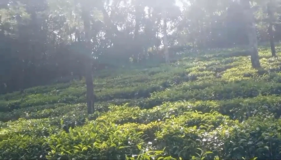 Pattayam Kavala, Kerala, India