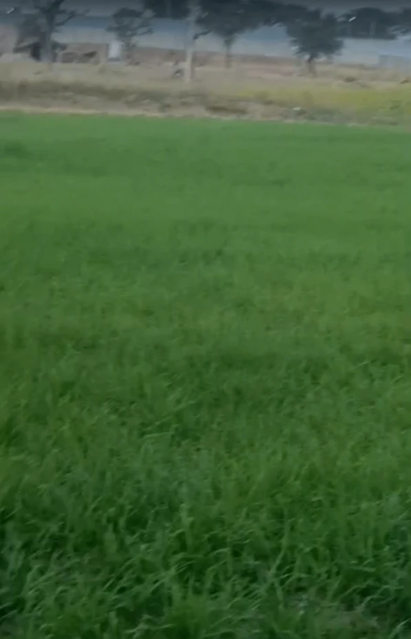 8493+9XM, Khorandi, Rajasthan 341519, India