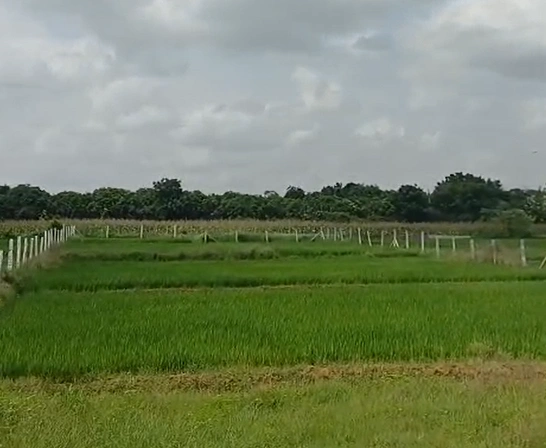 RX2P+W6J, Jangaon, Ramchandrapuram, Telangana 506221, India