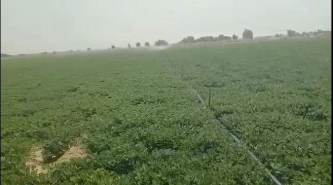 F44F+FW Shankarpalle, Ranga Reddy, Telangana, India