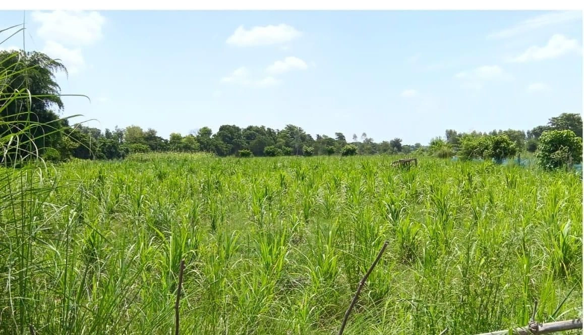 P55H+PGH, Bhadokhar, Uttar Pradesh 224201, India