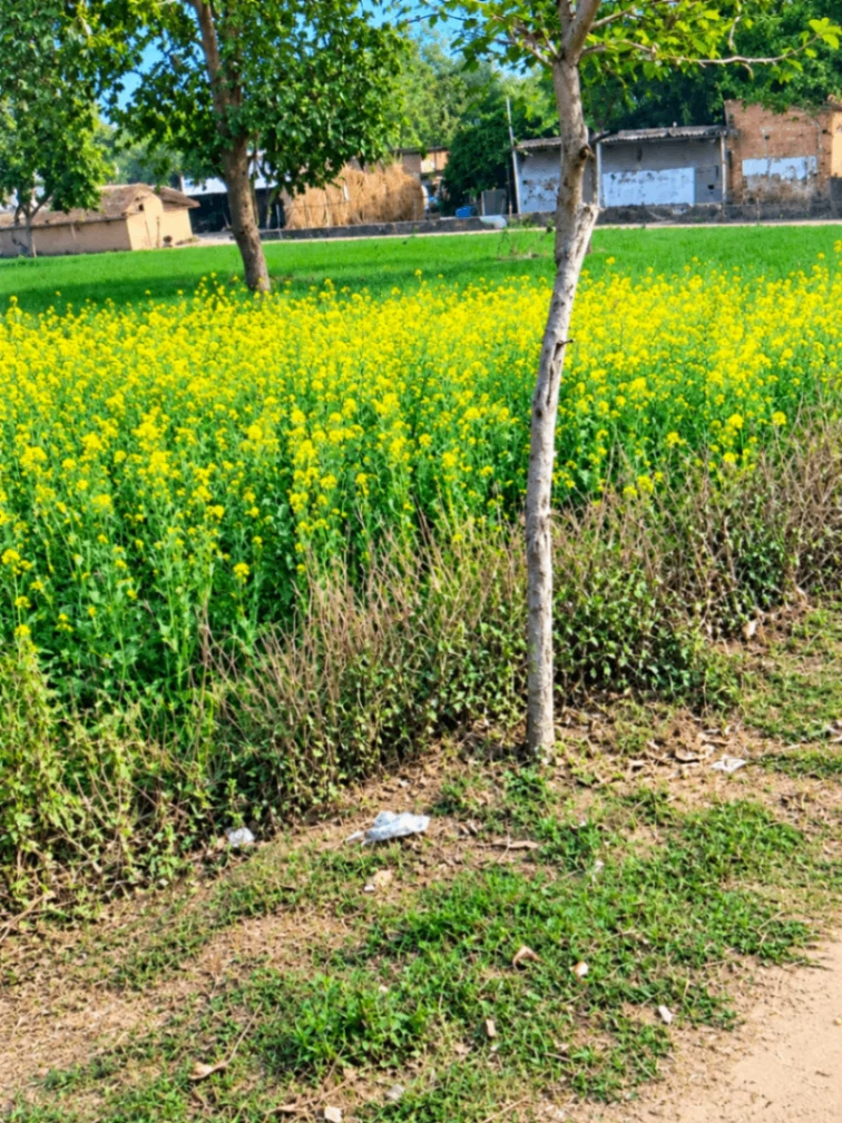 Maholi, Kanpur Nagar, Uttar Pradesh 209402, India