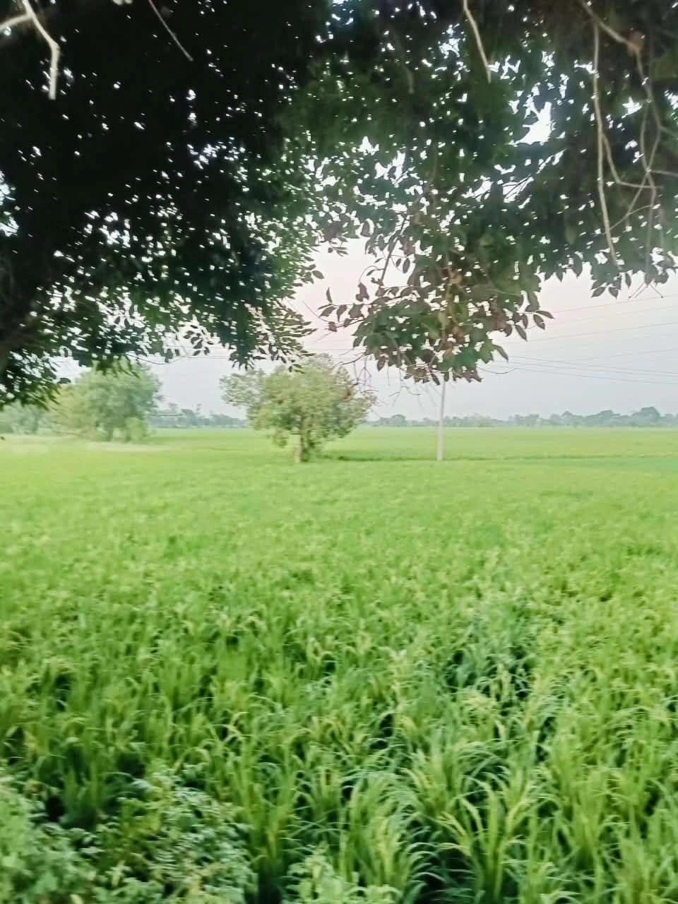 Borpa, Mathura, Uttar Pradesh, India