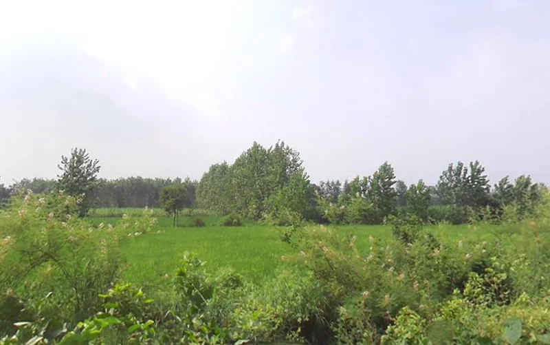 Alampur, Uttar Pradesh 247121, India preview 3