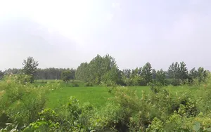 Alampur, Uttar Pradesh 247121, India preview 3