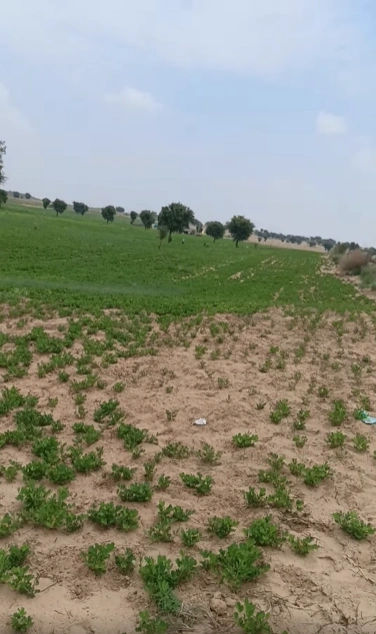 CQWJ+43 Pali, Alwar, Rajasthan, India