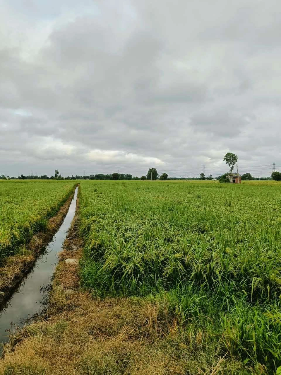 Bheema, Mathura, Uttar Pradesh 281204, India