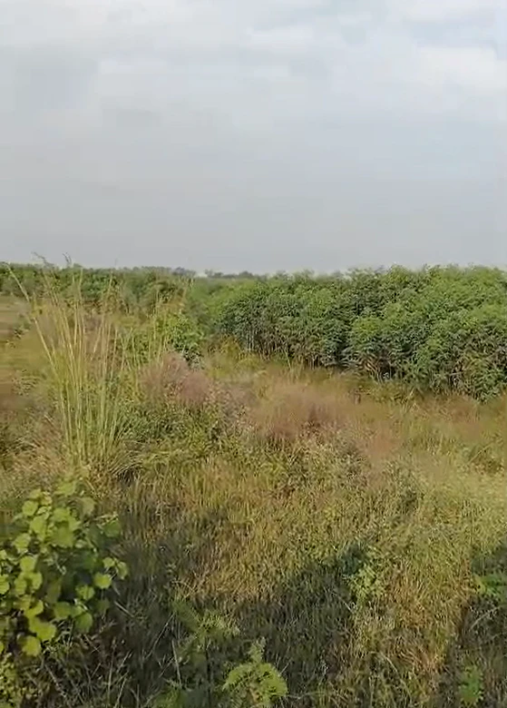 QM43+84H, Samastipur, Gunai Basai, Bihar, India