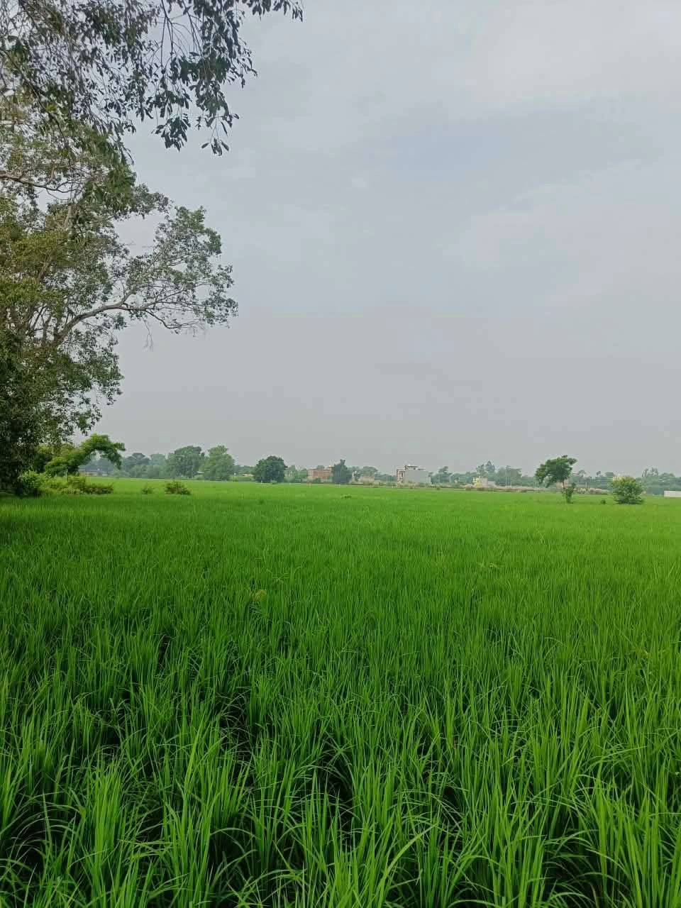 Abhaipura Banger, Mathura, Uttar Pradesh 281203, India