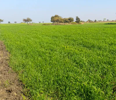 Bhokarhedi, Uttar Pradesh 251308, India preview 3