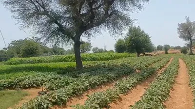 C2MX+V5M, Jawanpura, Rajasthan 303119, India preview 2