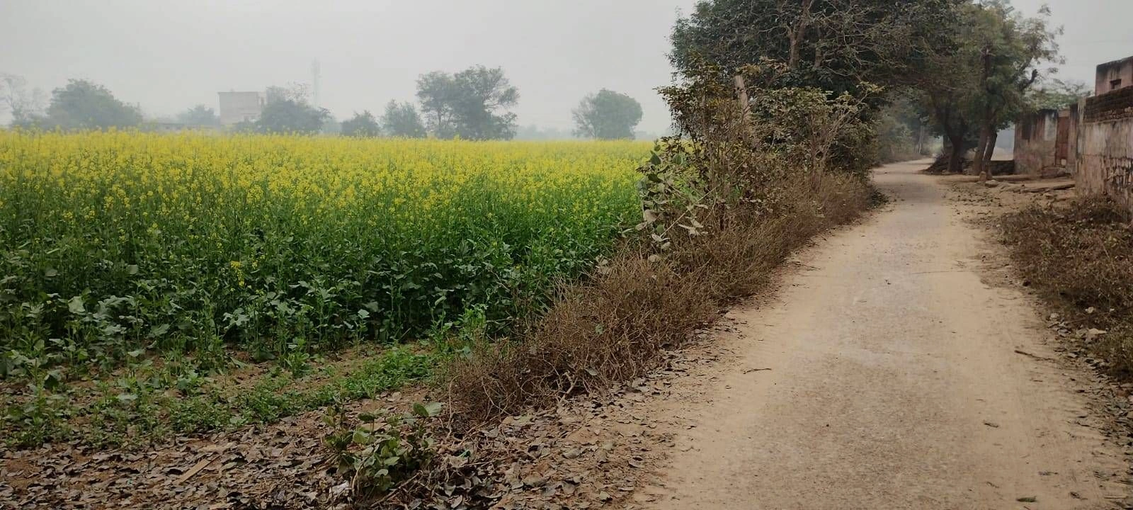 G3G6+8F Sirsa, Haryana, India