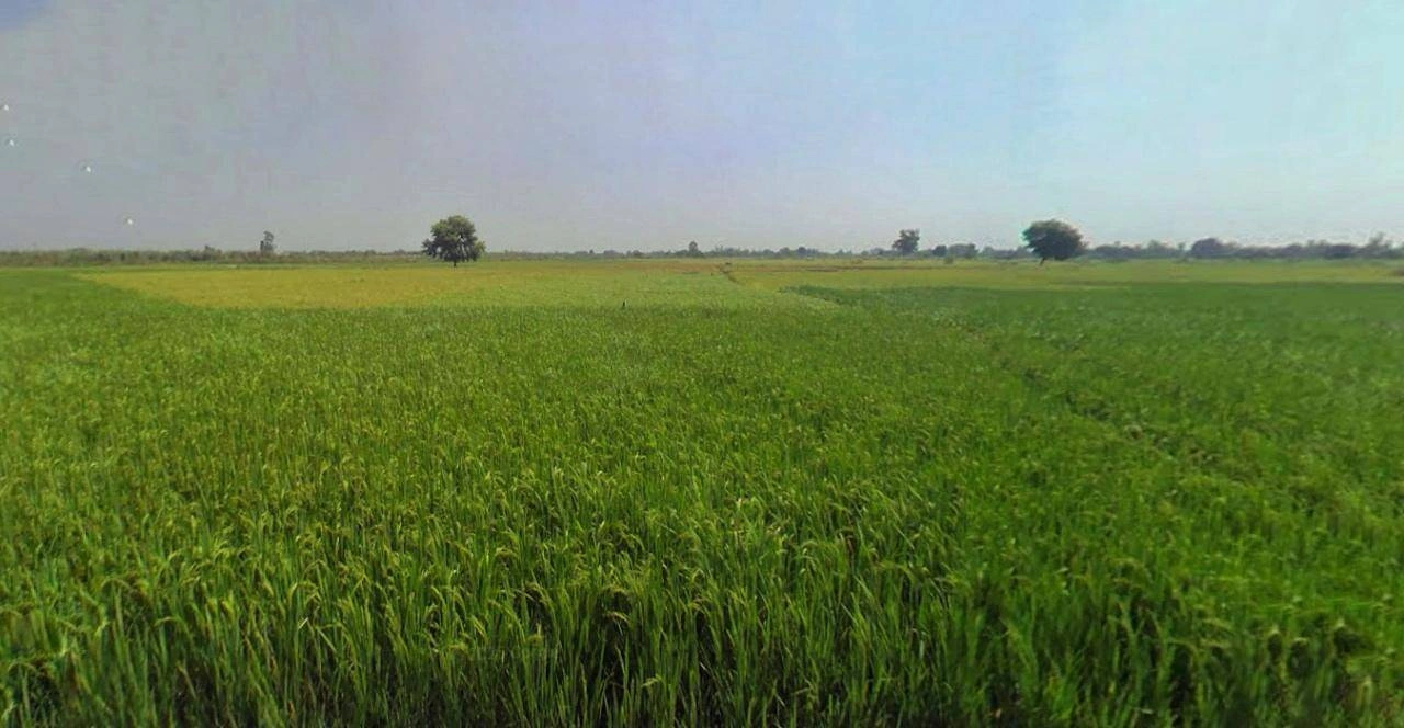 Barnagar, Madhya Pradesh 456771, India