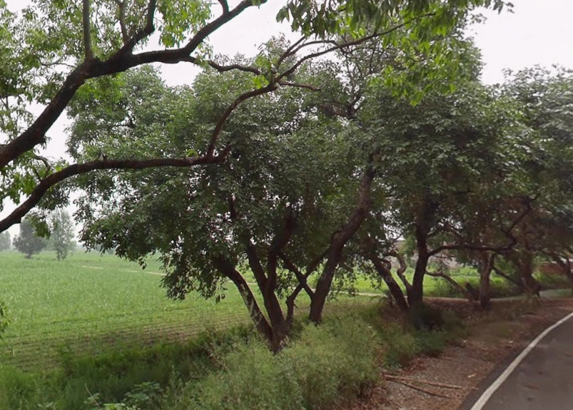 Ganeshpur - Hastinapur Rd, Hastinapur, Uttar Pradesh 250404, India