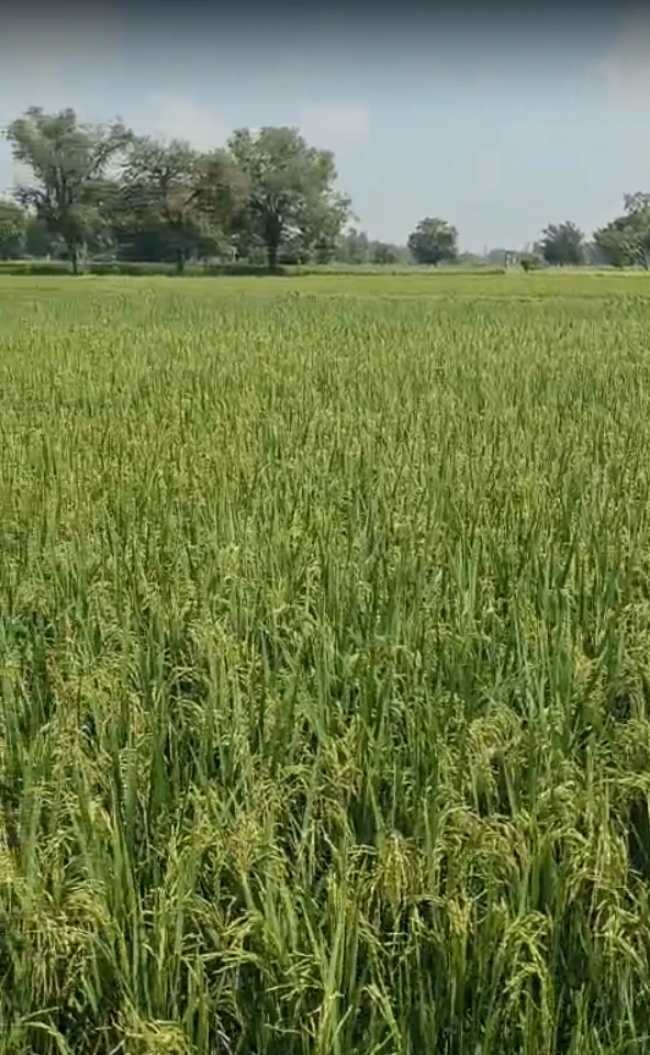 CG4V+7J Navli (Baldeopura), Alwar, India