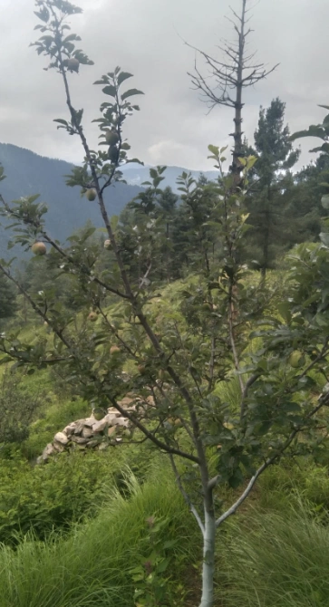 Anni, Kullu, Himachal Pradesh 172026, India