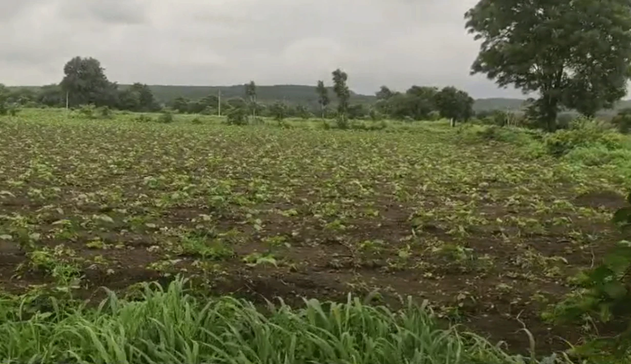CRQ8+G9G, Vikarabad, Mothkupally, Telangana 501106, India