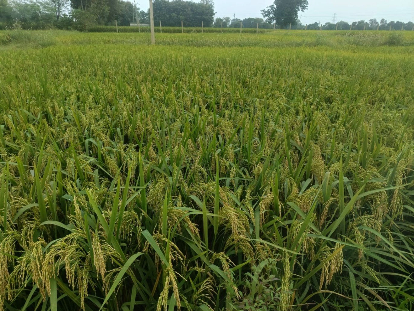 Karanpura, Umaria, Madhya Pradesh, India