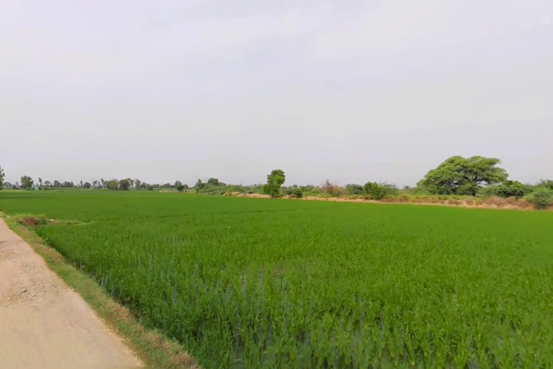 SunderPur, Haryana 126116, India
