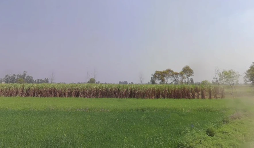 Mawana, Uttar Pradesh, India
