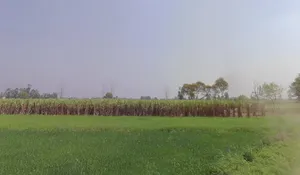 Mawana, Uttar Pradesh, India preview 2