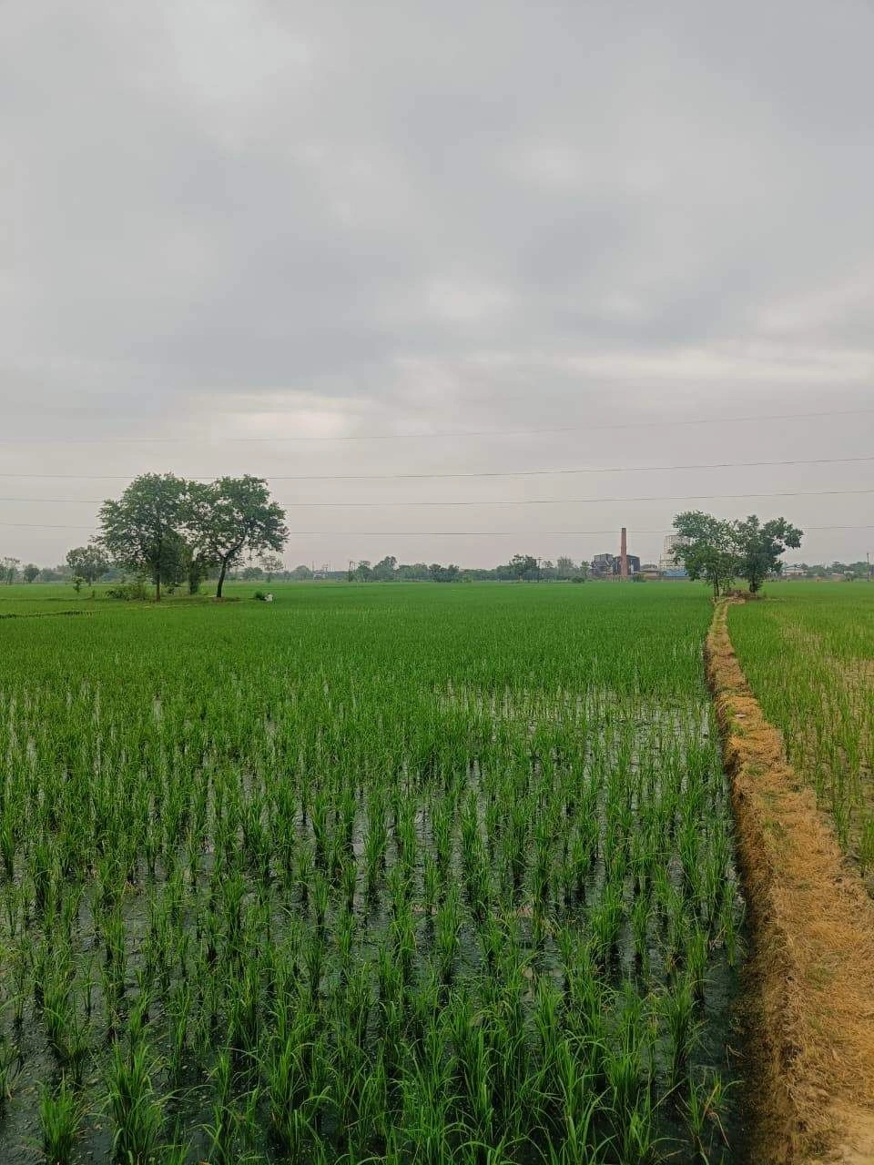 Bukharari, Mathura, Uttar Pradesh, India