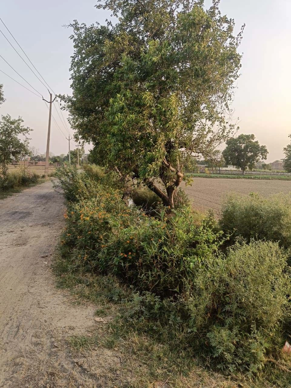 Chandauri, Uttar Pradesh, India