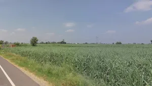 Sarai, Uttar Pradesh 251309, India preview 2