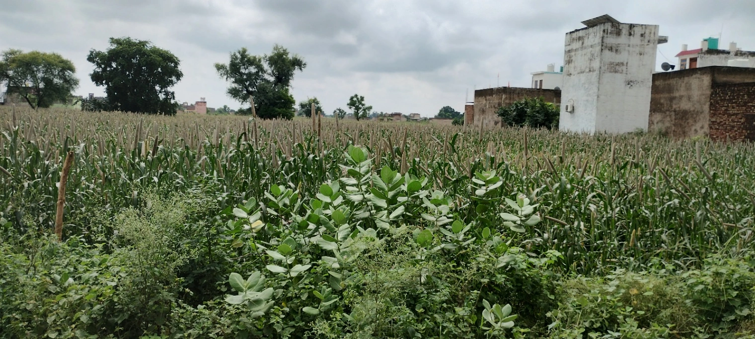 Barodameo, Rajasthan 301021, India
