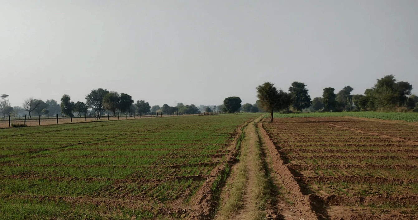 Rajpura, Punjab, India