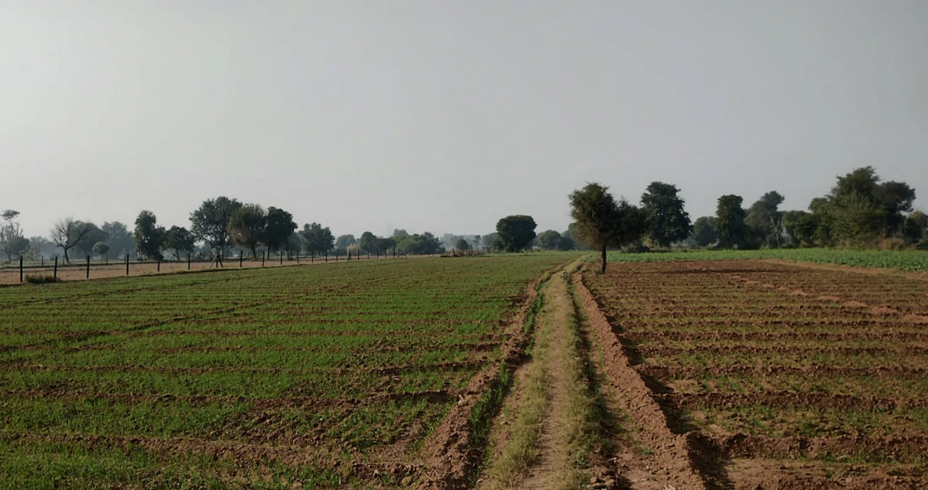 Rajpura, Punjab, India