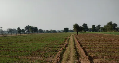 Rajpura, Punjab, India preview 3