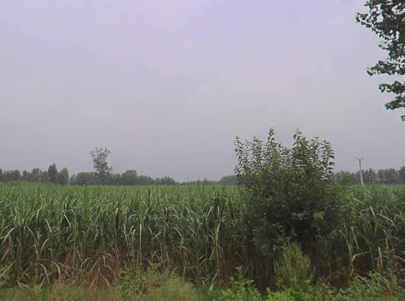 Behat, Uttar Pradesh 247121, India