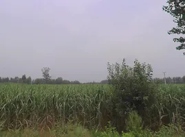 Behat, Uttar Pradesh 247121, India preview 3