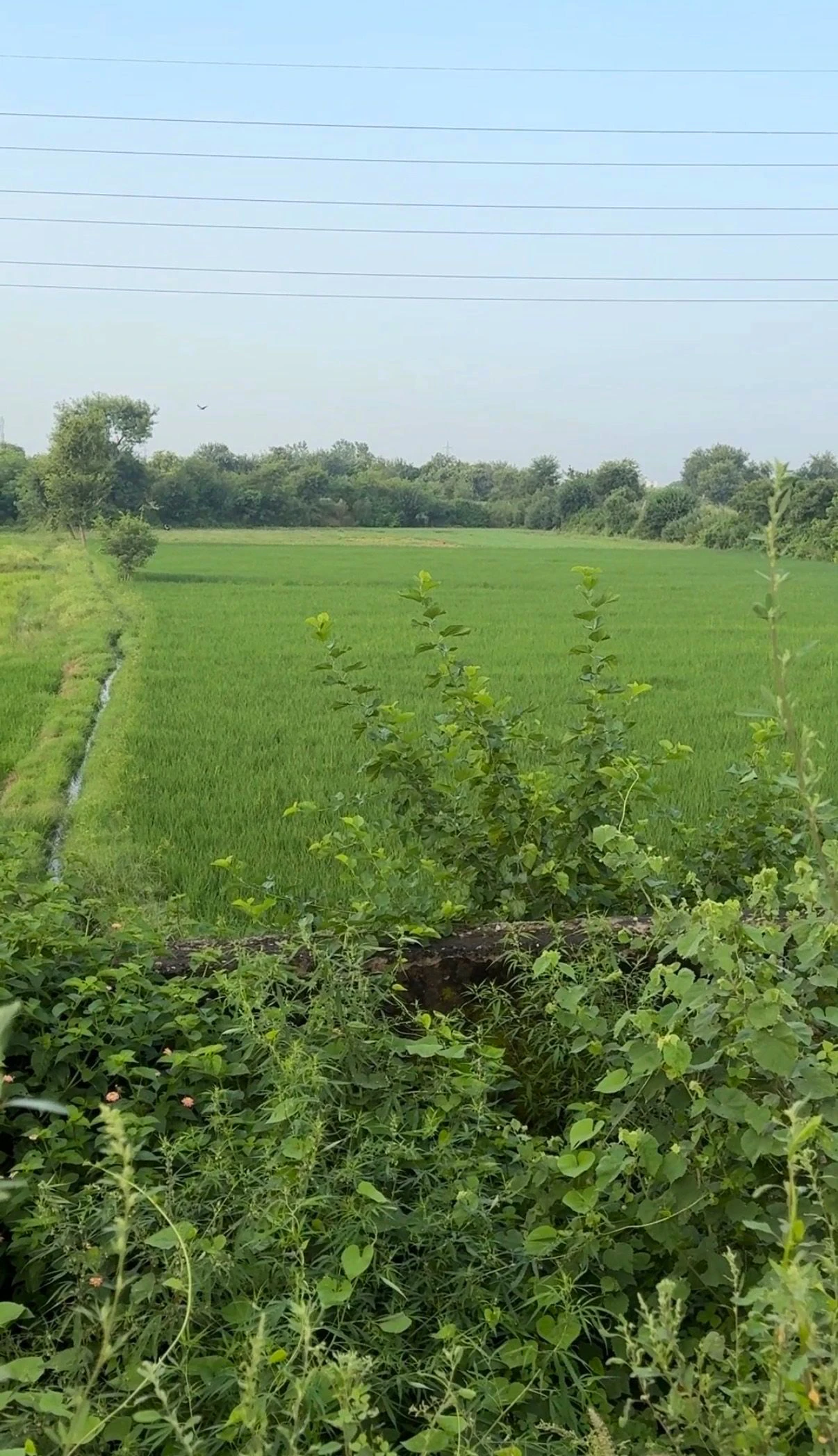 Sikhrani, Uttar Pradesh 201102, India