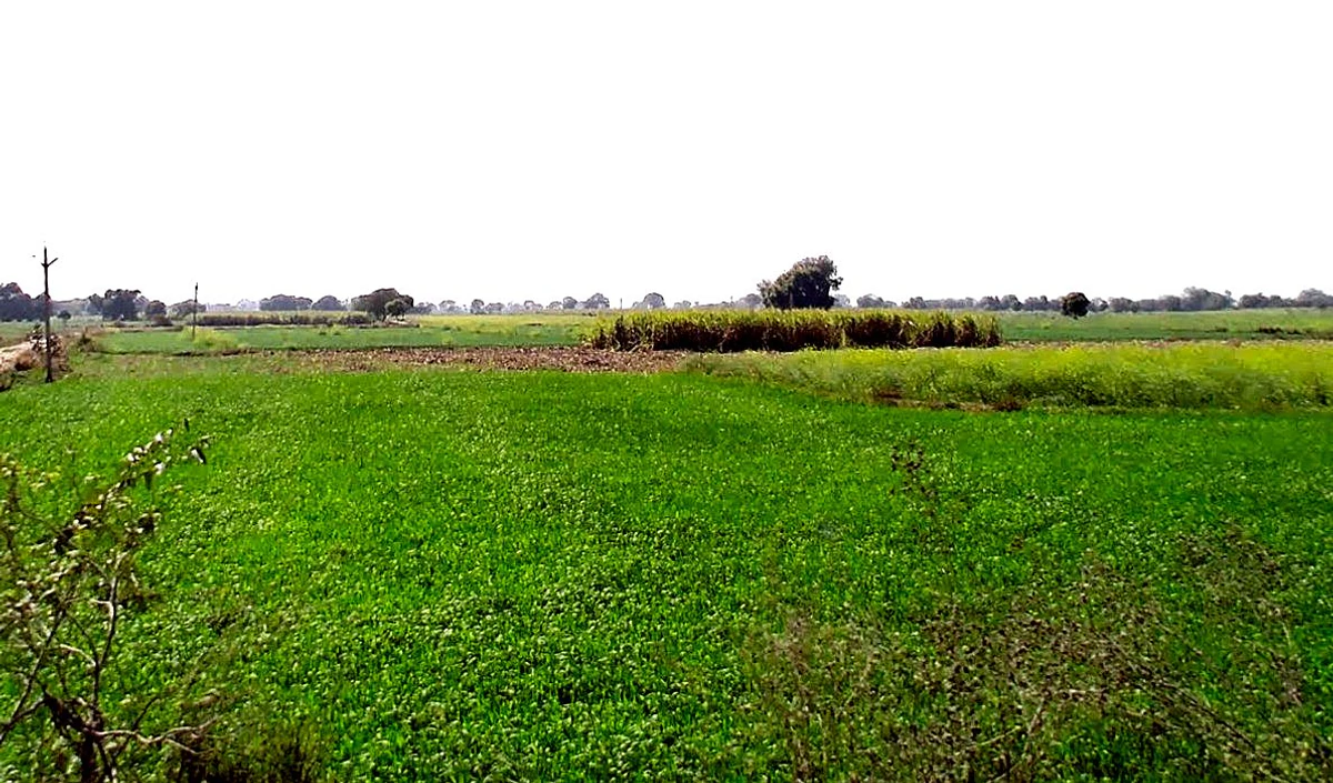 Badera, Madhya Pradesh, India