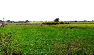 Badera, Madhya Pradesh, India preview 2