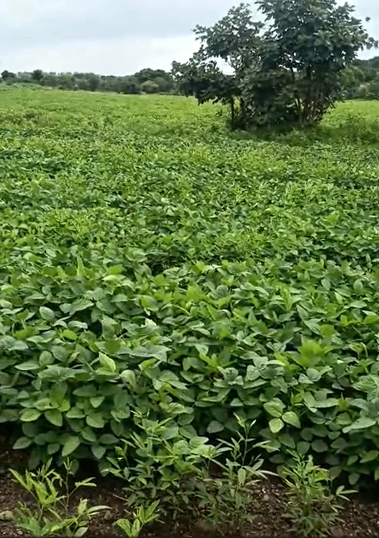 2MGV+GG Nagalgidda, Sangareddy, Telangana, India